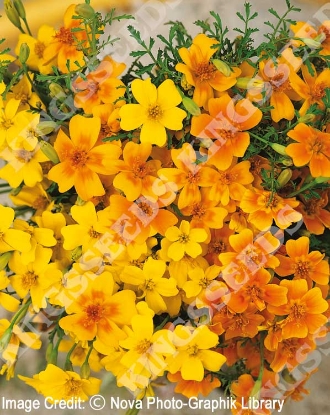 Picture of Tageted Gem Types - Blended Mixture